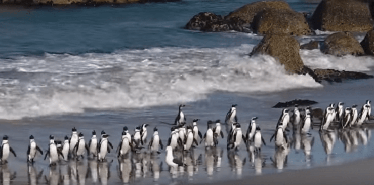 Penguins Kaap