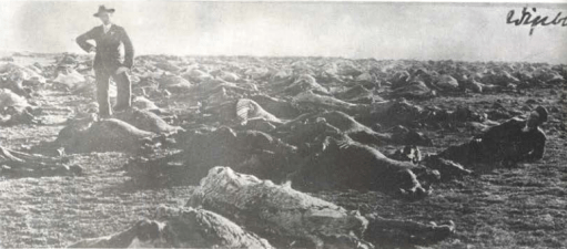 Anglo boere oorlog perde