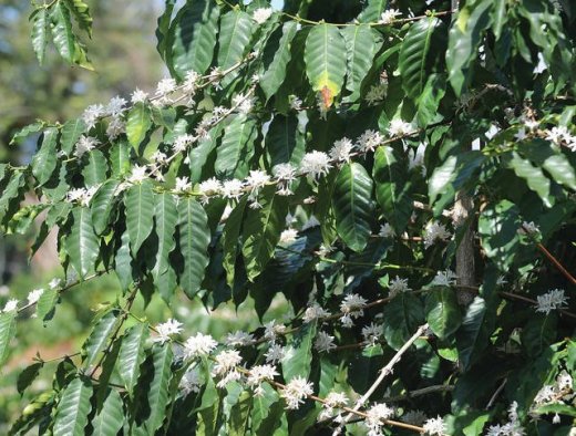 What Is Kona Snow? — Kona Coffee and Tea Company