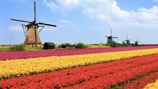 Image result for How The Netherlands Became The World's Second Largest Agricultural Exporter